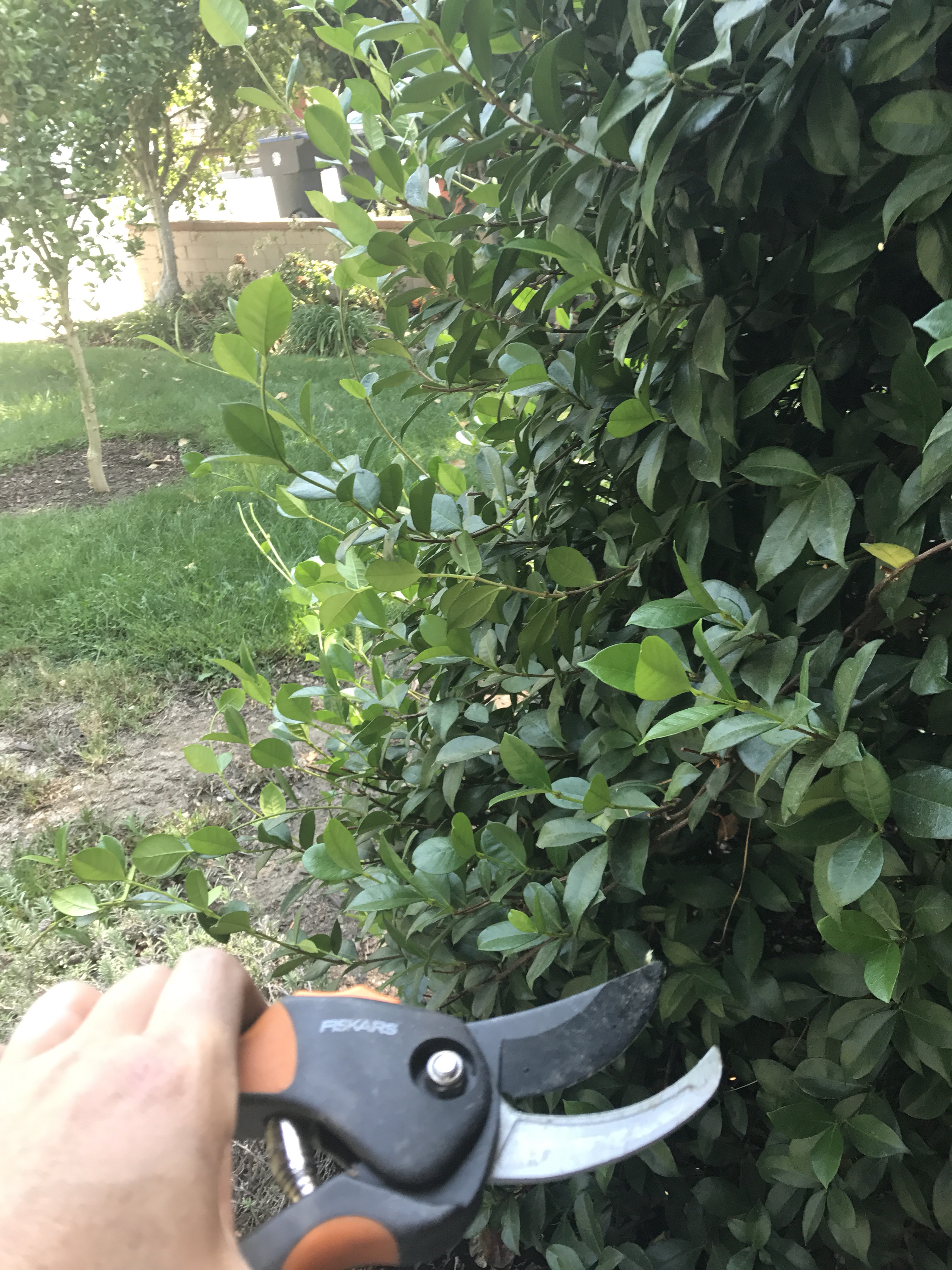 Trimming The Jasmine